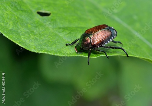 Japanese Beetle eating and destroying a leaf © hildeanna