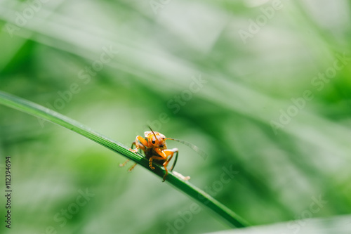 Macro shot of orange bug