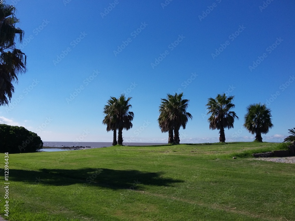 Landscape with palm trees, Montevideo Landscape with palm trees, Montevideo
