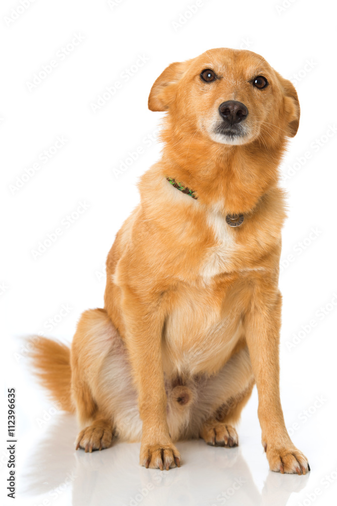 Mischlingshund