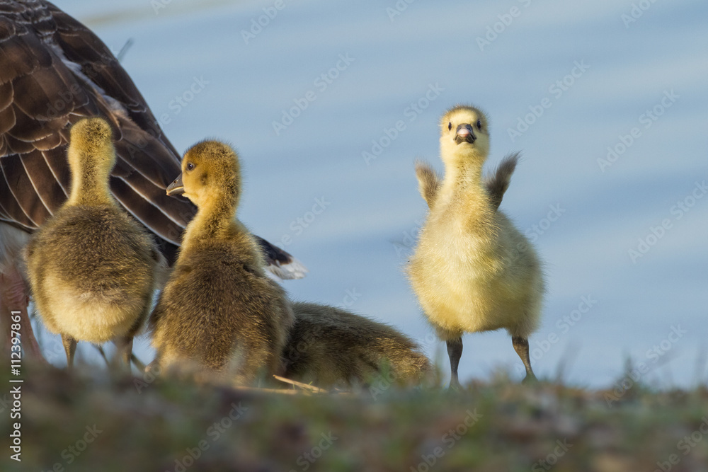 junge Graugänse unter dem Flügel der Mutter junge Graugänse unter dem Flügel der Mutter