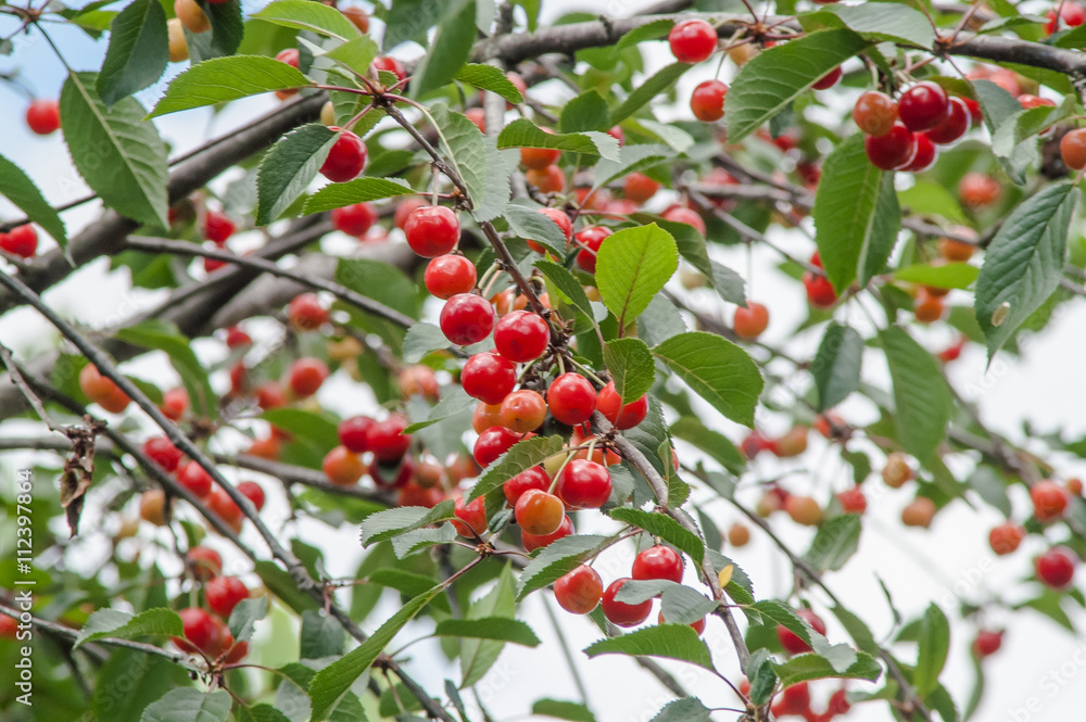 ripe cherry tree