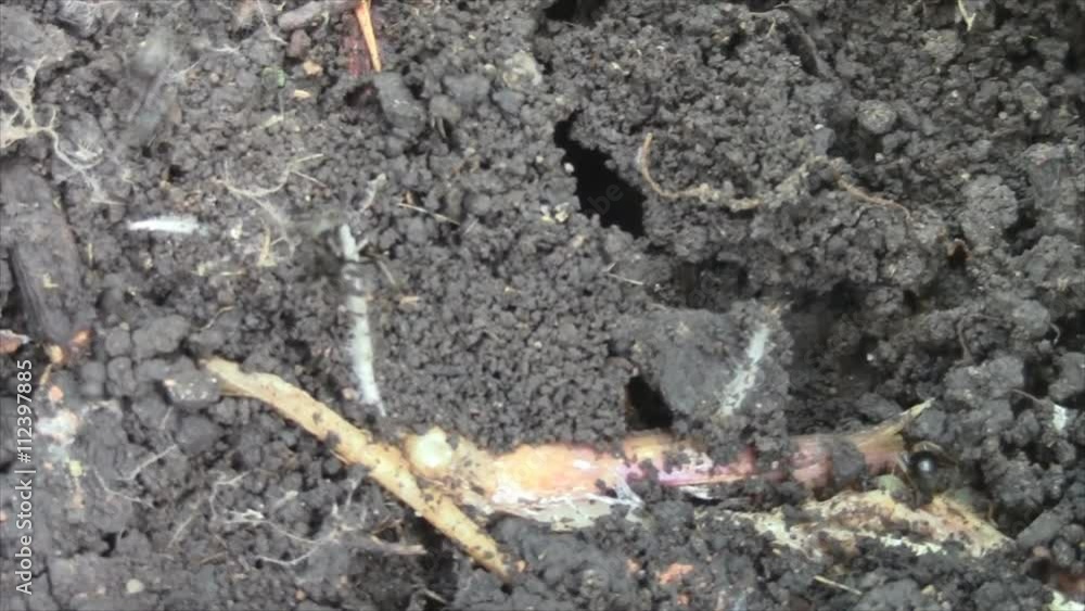 ant anthill. fast run. ant anthill. fast run.