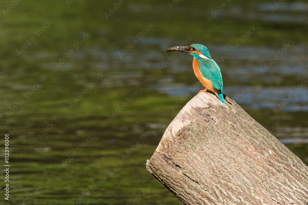 Fototapeta premium Eisvogel auf einem Ast