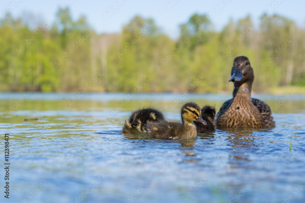junge Stockenten an einem See