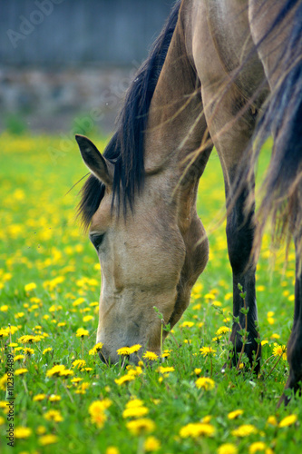 Fototapeta Naklejka Na Ścianę i Meble -  Horse eating on a dandelion field