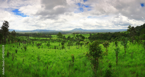 green rain forest  panorama