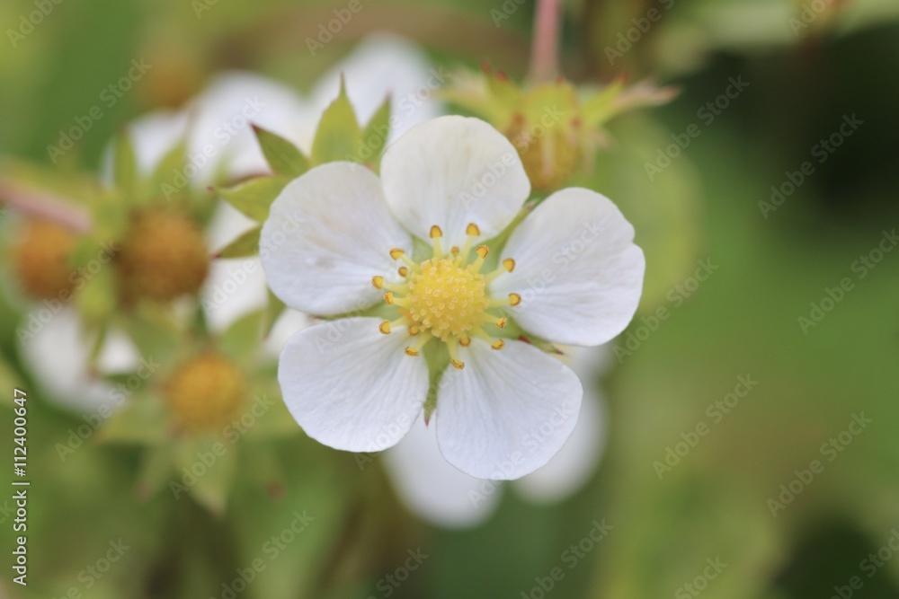 Walderdbeerenblüte