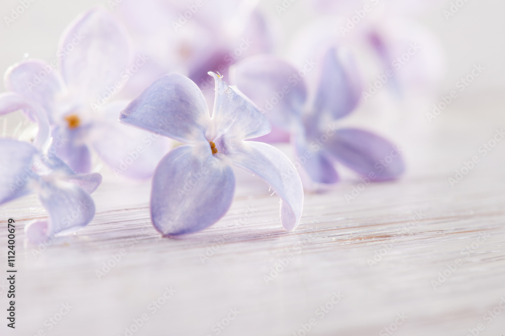 petals of lilac on white painted board in morning light petals of lilac on white painted board in morning light