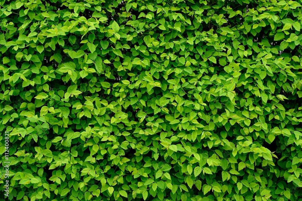 Green leaves wall background Green leaves wall background