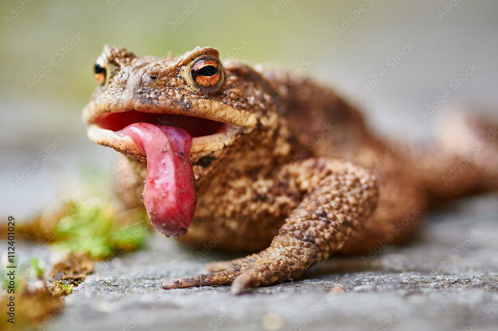 Fototapeta premium Erdkröte (Bufo bufo) mit heraushängender Zunge