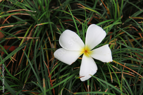 plumeria flower