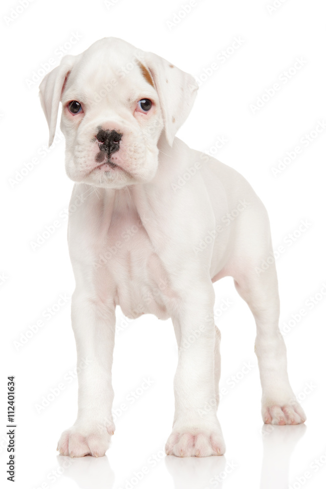 Boxer puppy on white