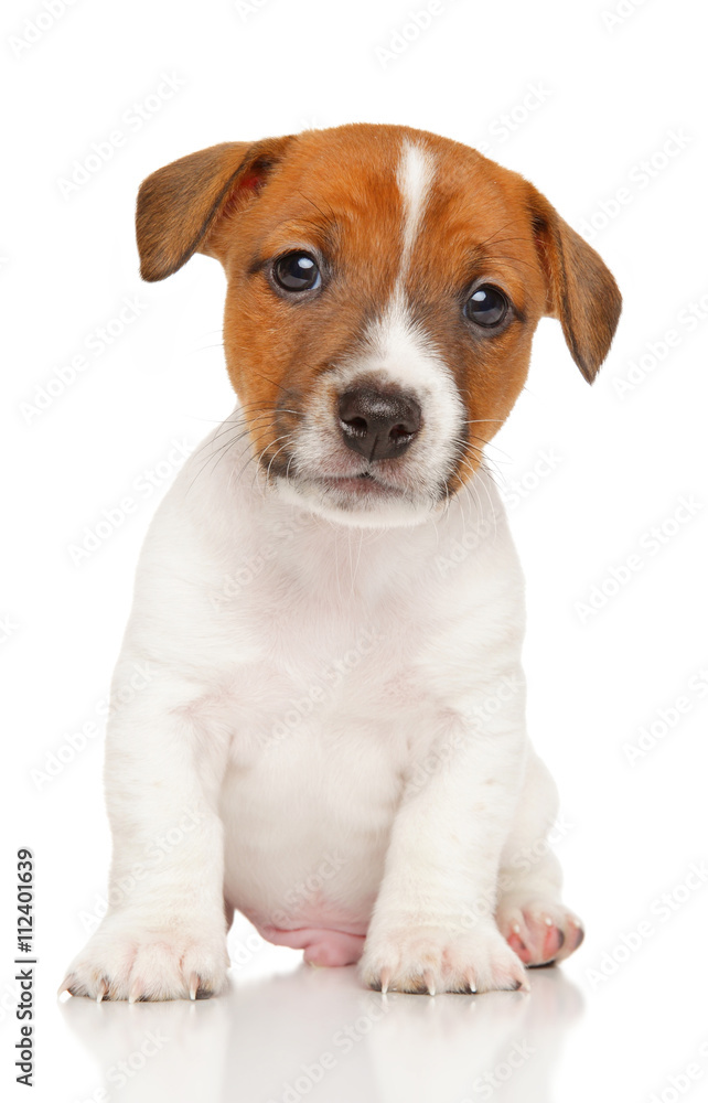 Jack Russell Terrier puppy. Jack Russell Terrier puppy.