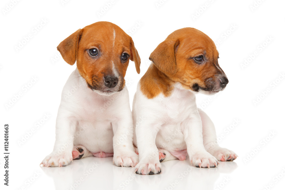 Jack Russell terrier puppies on white