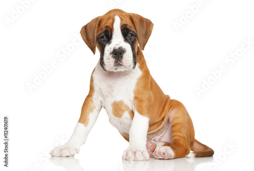 Fototapeta Naklejka Na Ścianę i Meble -  Cute Boxer puppy on white