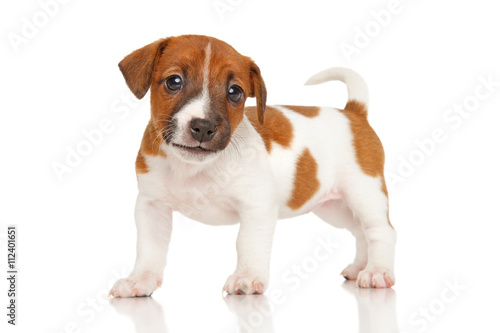 Jack Russell terrier puppy on white © jagodka