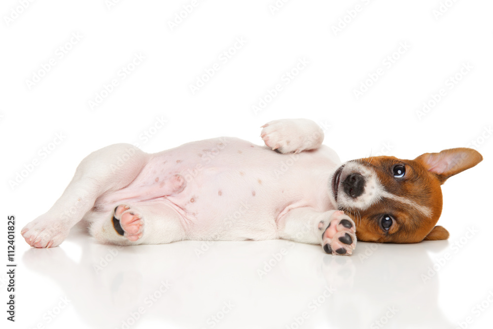 Jack Russell Terrier puppy on white