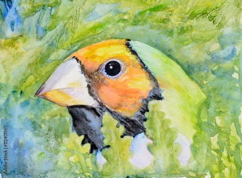 Original watercolour painting of a Gouldian finch. photo