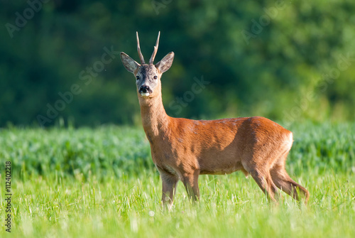Wild roe deer
