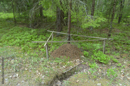 Муравейник