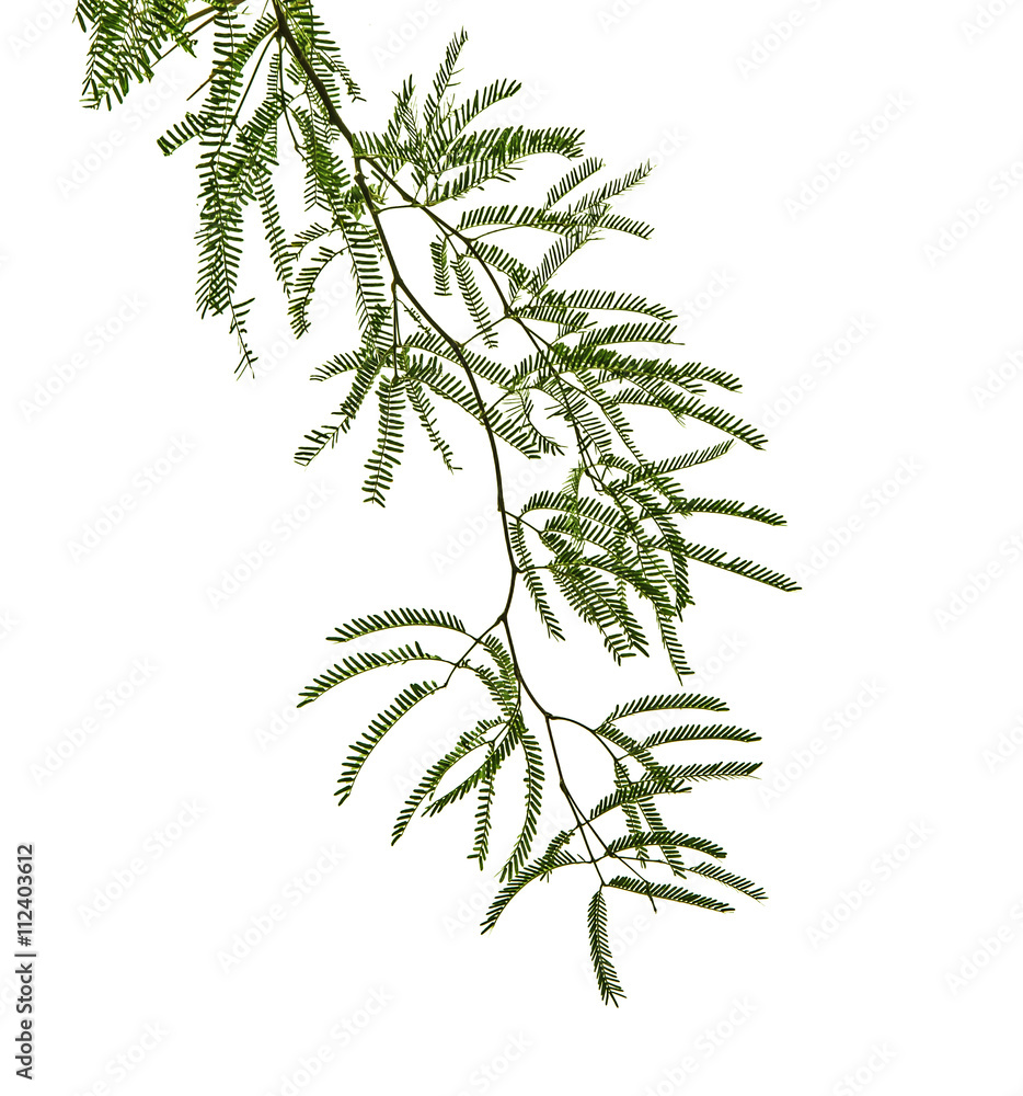 branch on white background branch on white background