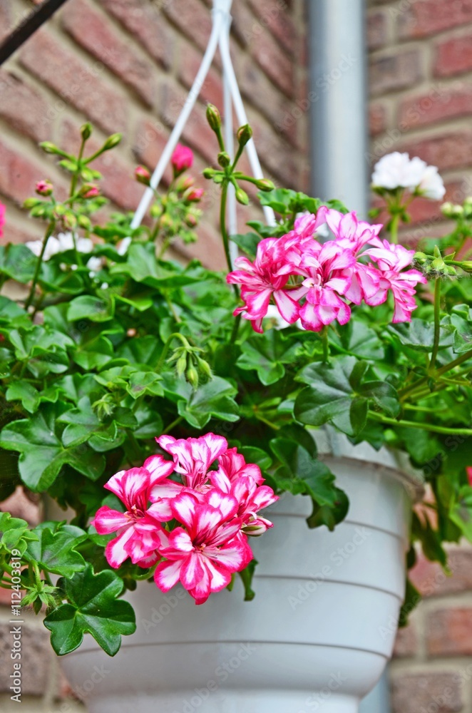 Hängegeranie (Pelargonie) 