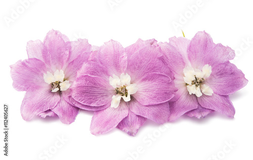 Fototapeta Naklejka Na Ścianę i Meble -  violet delphinium flower isolated