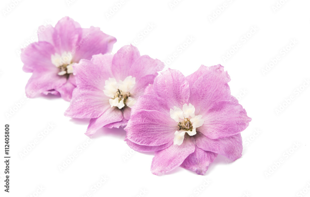 violet delphinium flower isolated violet delphinium flower isolated