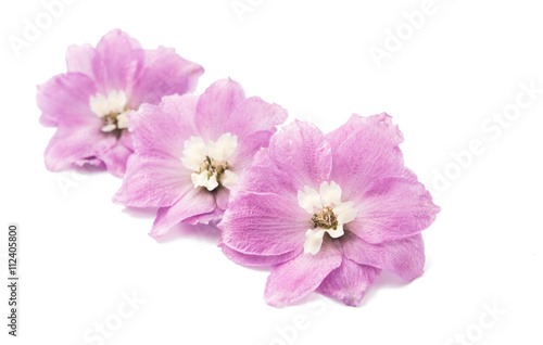 violet delphinium flower isolated © ksena32