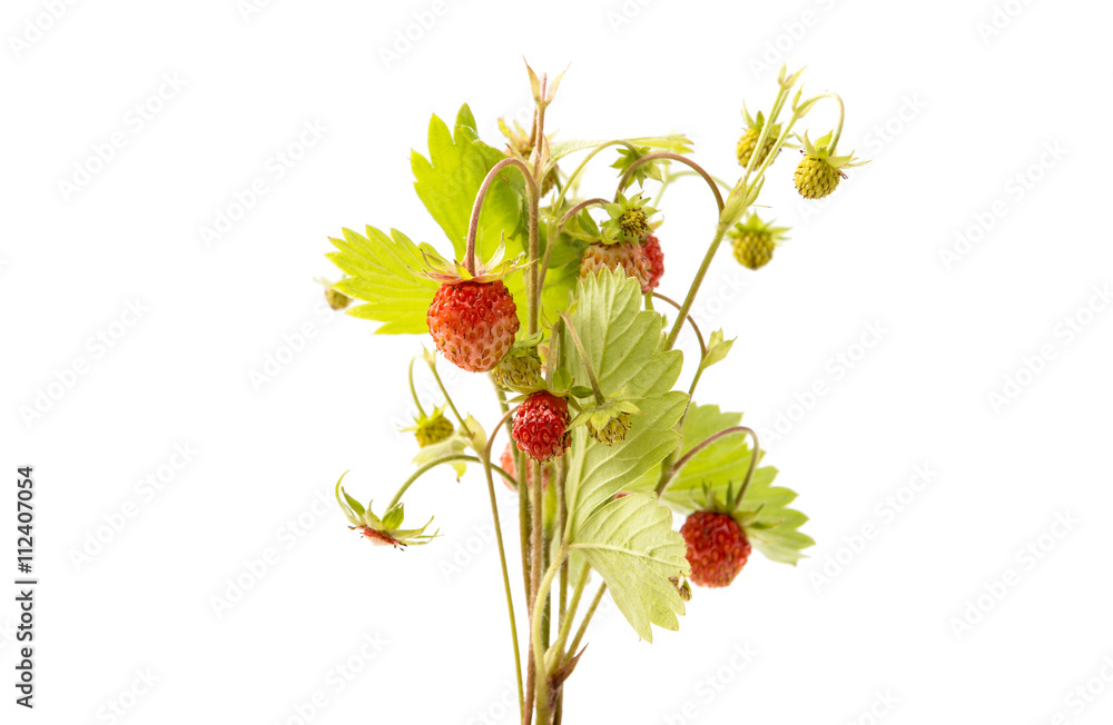 Obraz premium wild strawberry isolated