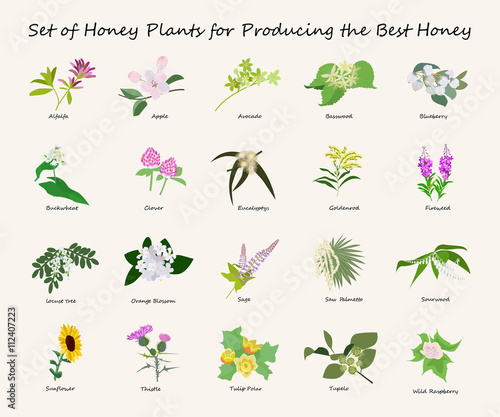 Honey planty set for produsing the best honey. Flowers eps10 vector illustration.  photo