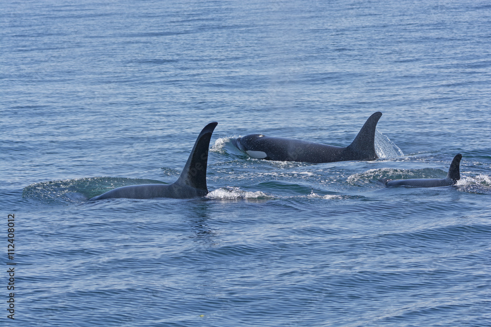 Obraz premium Orca Family Swimming in the Ocean