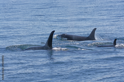 Orca Family Swimming in the Ocean