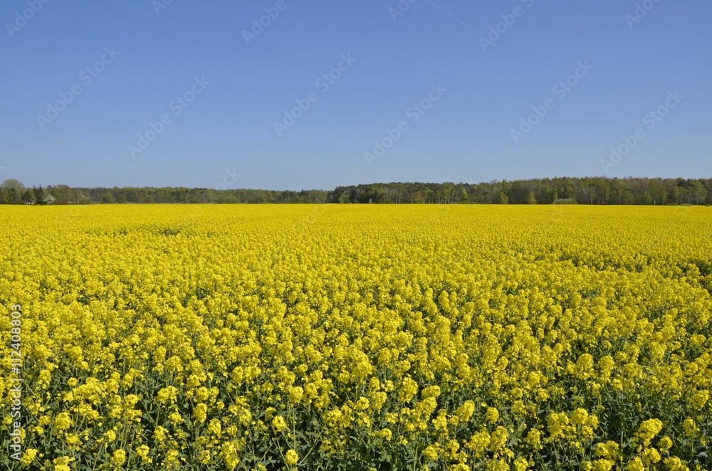 blühender Raps auf Rügen