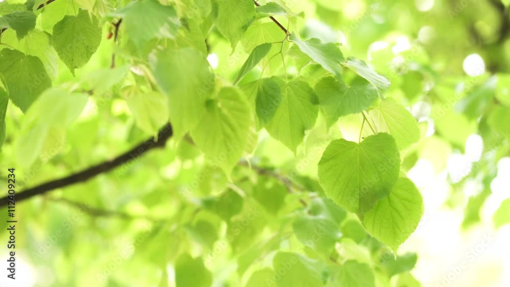 young linden leaves in sunlight handheld, UHD prores footage young linden leaves in sunlight handheld, UHD prores footage