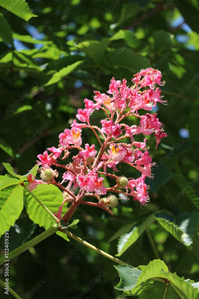 Chestnut tree flower in red Chestnut tree flower in red