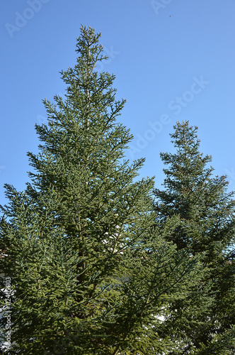 bosques y sierra