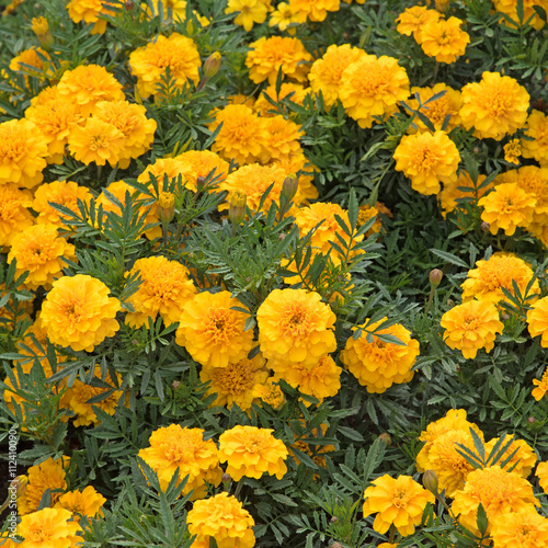 Gelbe Studentenblumen, Tagetes © M. Schuppich