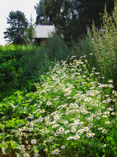 Fototapeta Naklejka Na Ścianę i Meble -  daisies and in the background a village hut