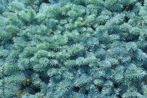 natural background branch blue spruce