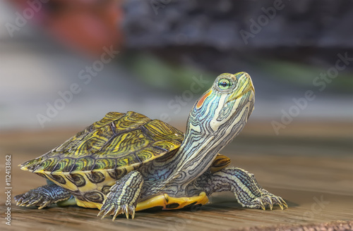 Fotografie, Obraz Little turtle