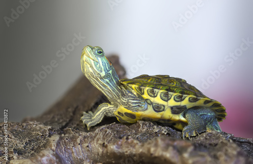Turtle on a rock