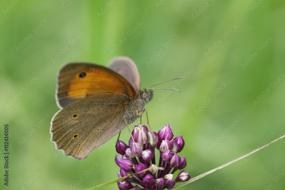 Brown butterfly. Bottom view Brown butterfly. Bottom view