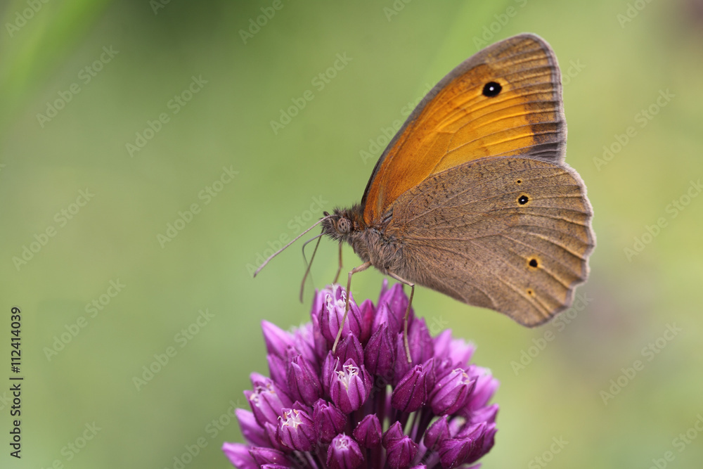 Butterfly sitting on a purple flower. Front camera Butterfly sitting on a purple flower. Front camera
