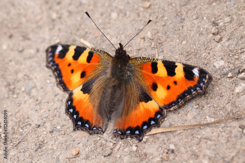 The butterfly that lights up with rainbow colors