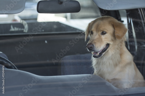 The dog wait owner in car