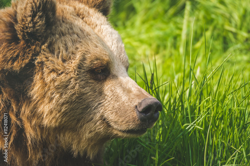 Wallpaper Mural Braunbär I Torontodigital.ca
