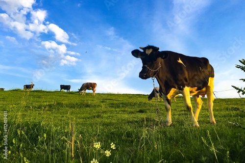 piękna krowa na zielonej łące