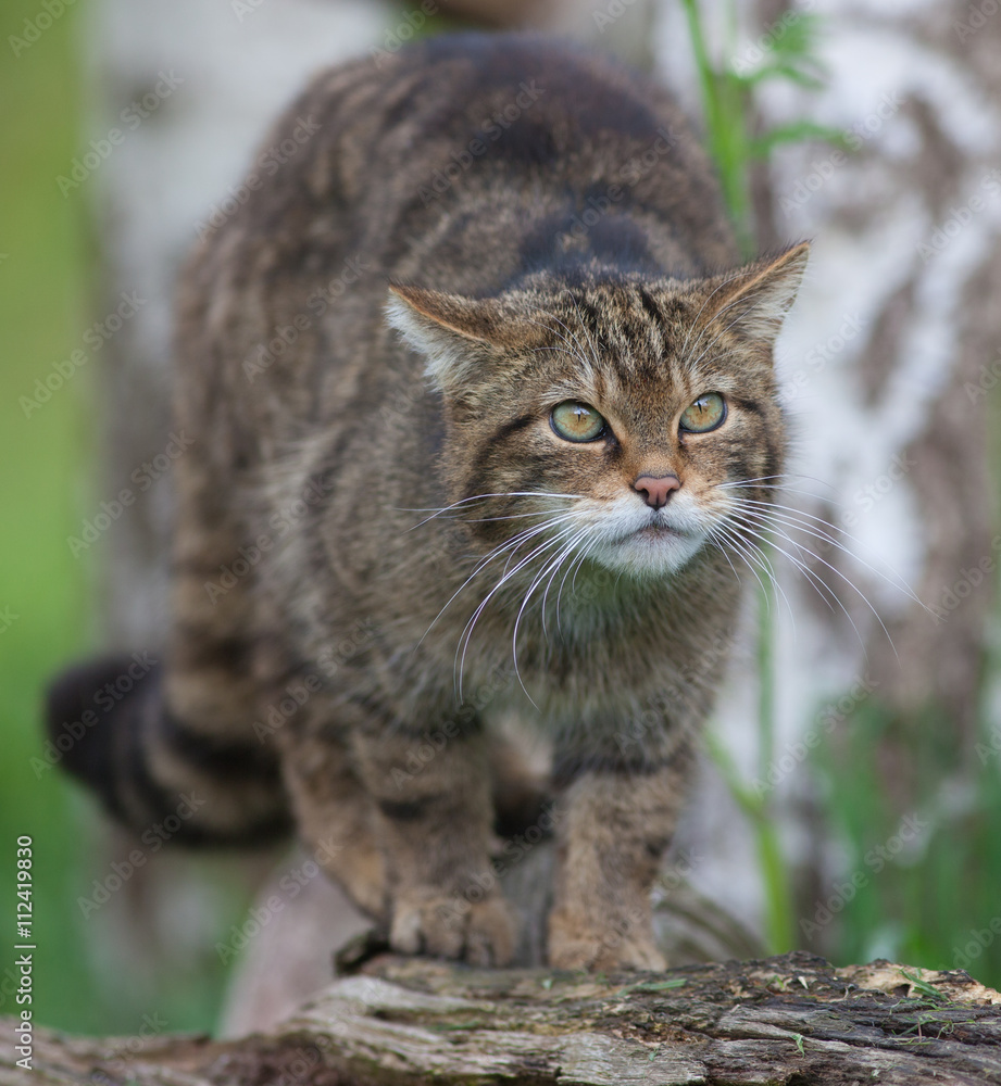 Scottish Wildcat (Felis silvestris silvestris) Scottish Wildcat (Felis silvestris silvestris)